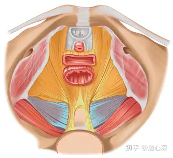 盆底肌结构解剖图图片