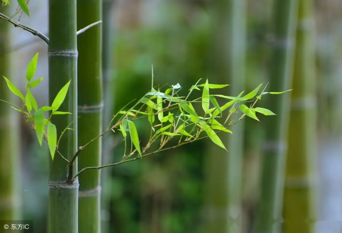 竹子种植技巧 简单易学的移竹种植方法 知乎
