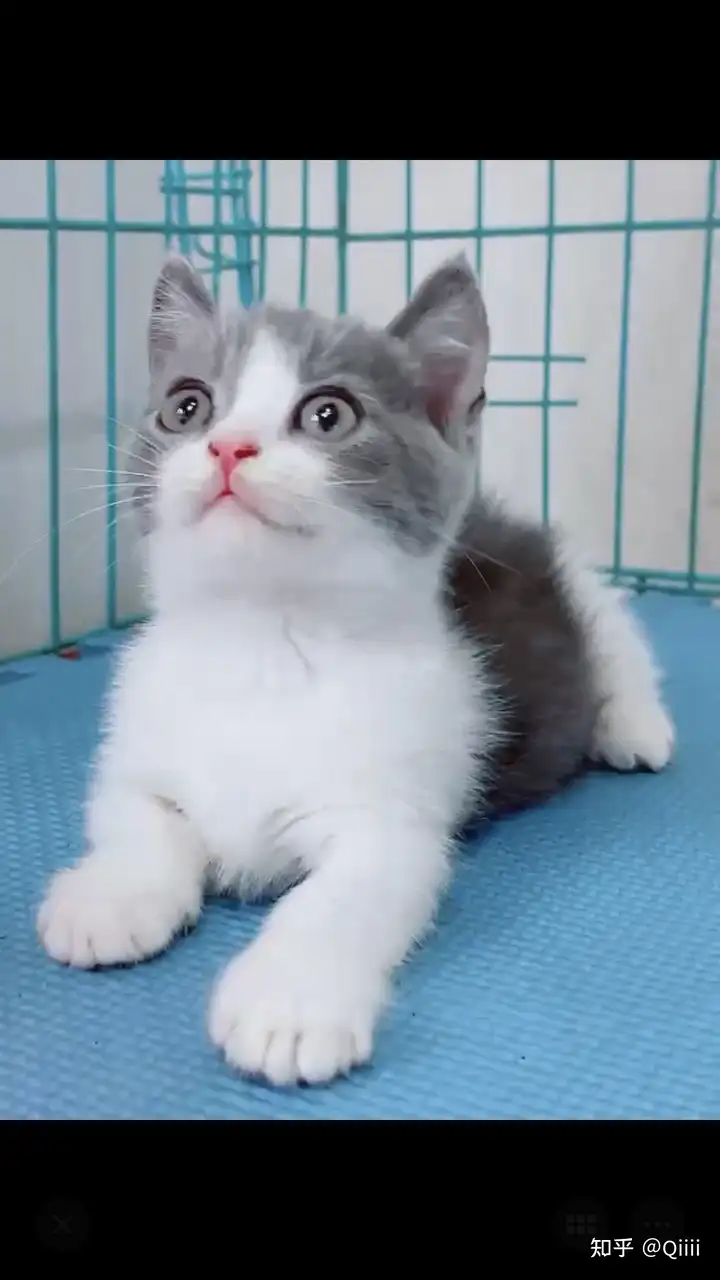 千萬不要在淘寶買貓?。。?！