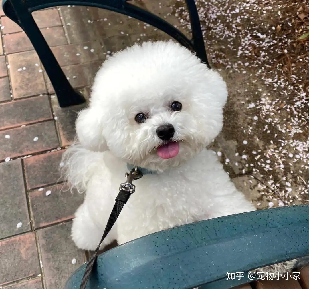 ヘルスラボ 犬用体脂肪計 IBF-D02