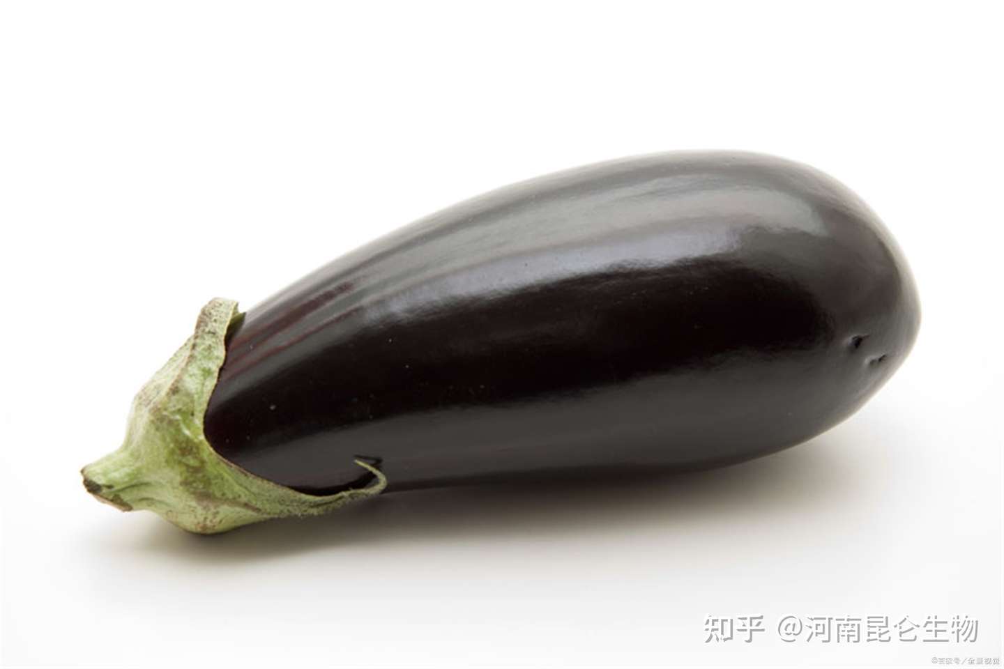 茄子结果期追施用什么肥料 茄子挂果期专用肥是什么肥料 知乎 茄子结果期追施用什么肥料 茄子挂果期专用肥是什么肥料 知乎