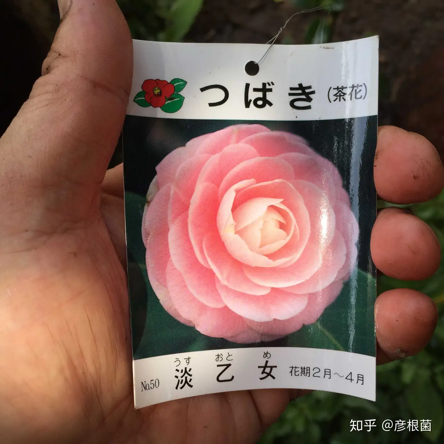 日本茶花100选-008 「乙女」 - 知乎