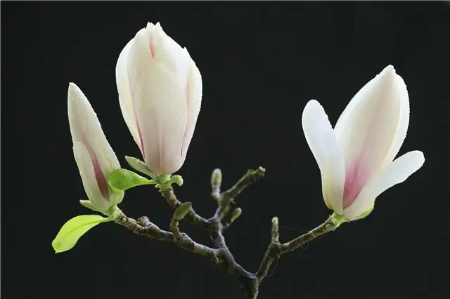 玉兰花花开正好 但是玉兰花的品种你都认识吗 知乎