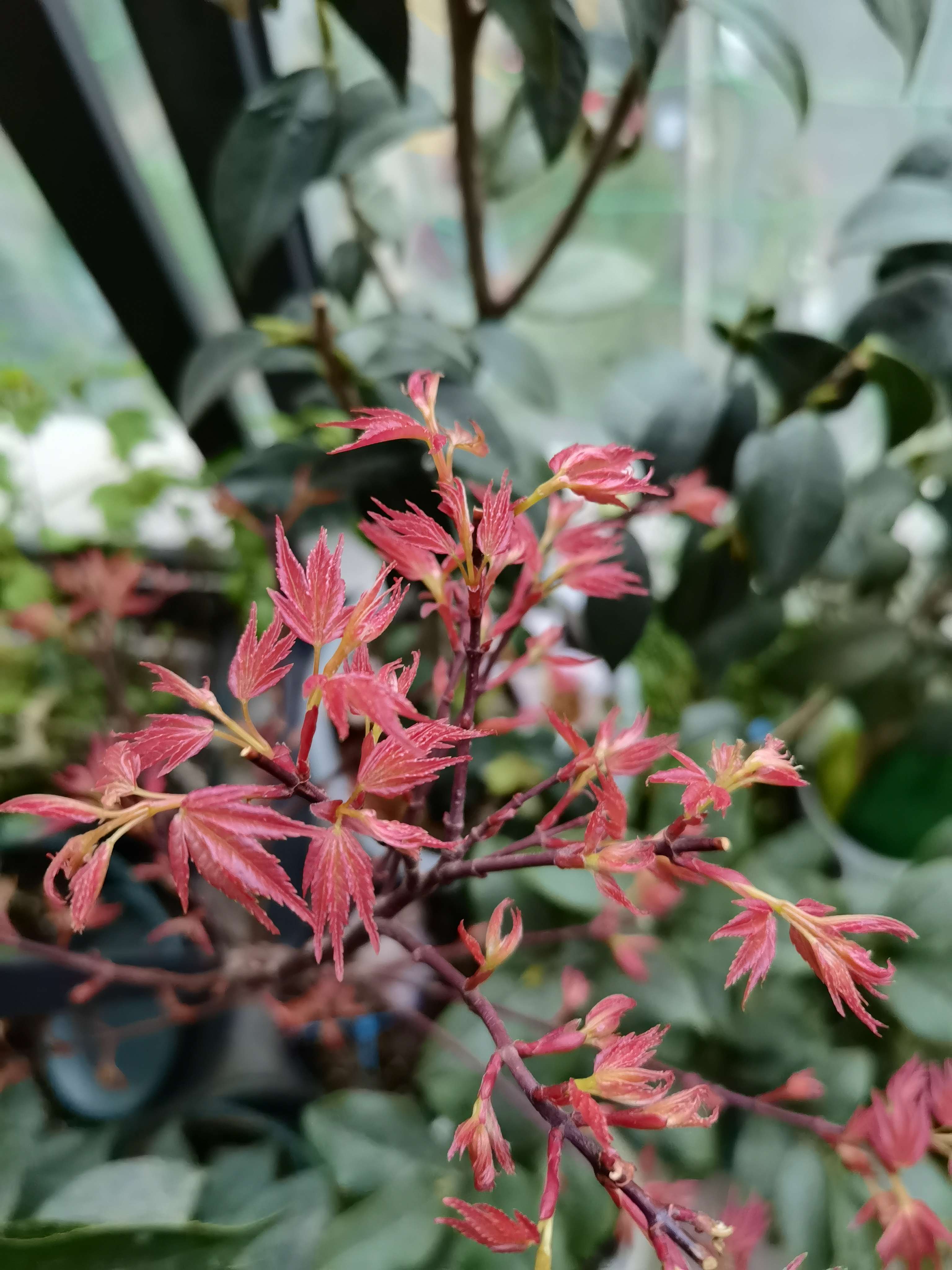 星仔233 的想法: #枫树# #春天在哪里# #青玄# 枫树04 青玄… - 知乎