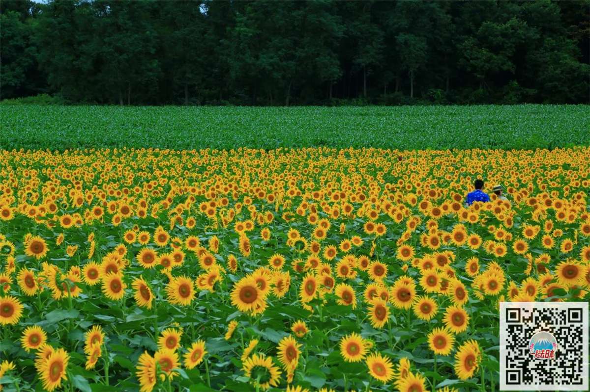 盛夏记忆中的金色花海 日本向日葵花田10选 知乎