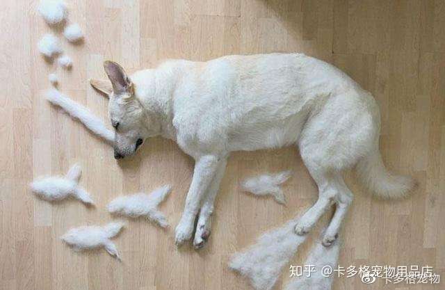 换毛季节,小狗掉毛的情况是非常严重的,尤其是长毛犬,家里会都是狗狗