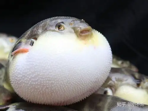 怎么吃才不会死 舌尖上的河豚料理 知乎