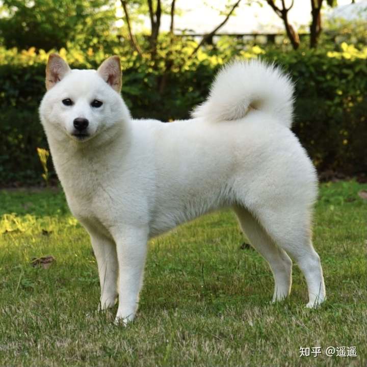 柴犬 柴犬绅士(书籍 日本柴犬 豆柴犬 想养柴,有没有推荐的柴犬犬舍