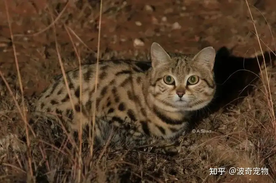 据说比狸花可爱100000倍的小猫咪，好想养？我看「刑」！ - 知乎