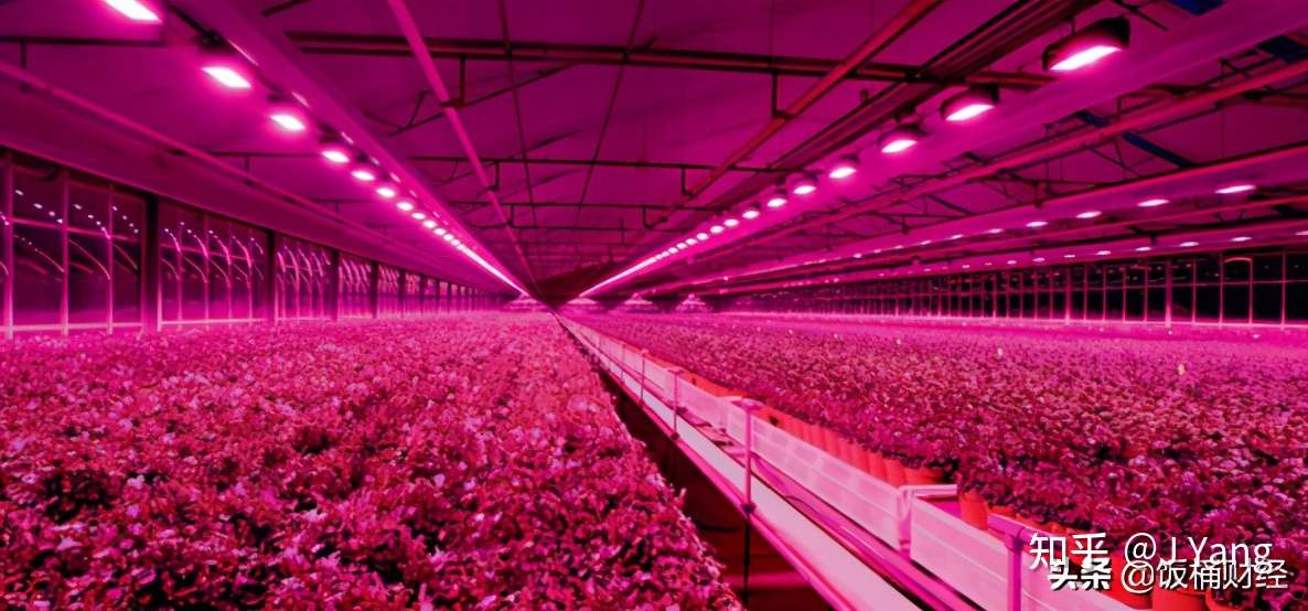 室内农场来了 知乎