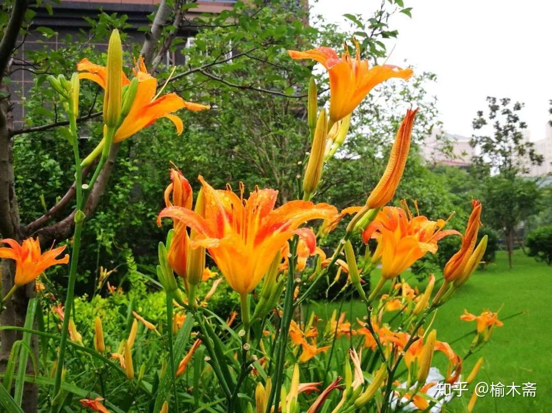 一日一花一诗 萱草 知乎