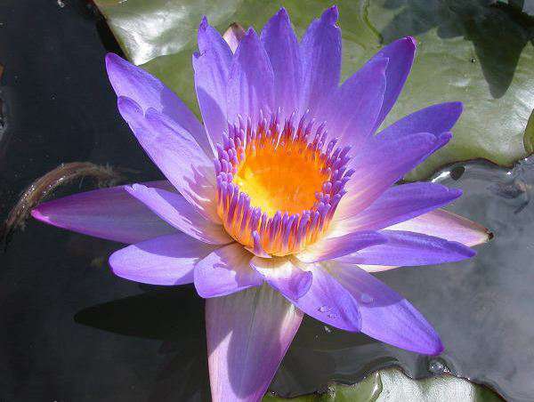 俊辉 睡莲品种 蒂娜 知乎