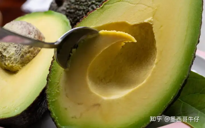 墨西哥的世界最著名水果——牛油果 - 墨华网 (图6)