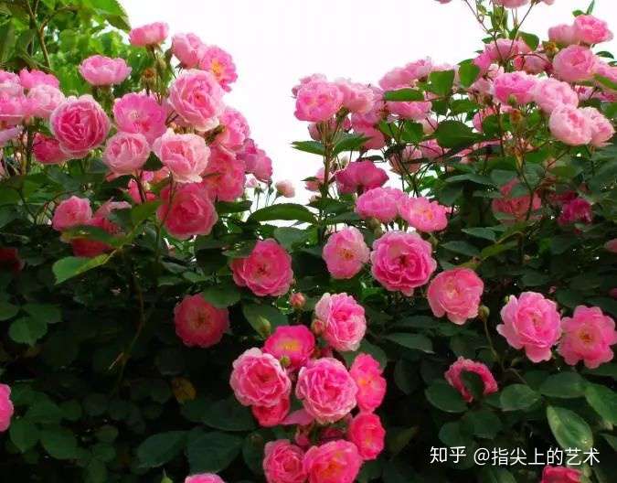 最美的蔷薇花 知乎