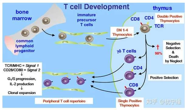 多因子检测 T细胞免疫 知乎