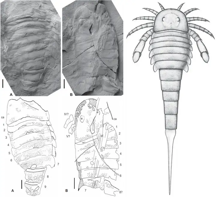 Fossil and reconstruction of the Adelman horseshoe crab ( Adelophthalmus granosus ) from the Late Carboniferous . This animal was only about 15 cm long, about the size of a crayfish. Image by internet