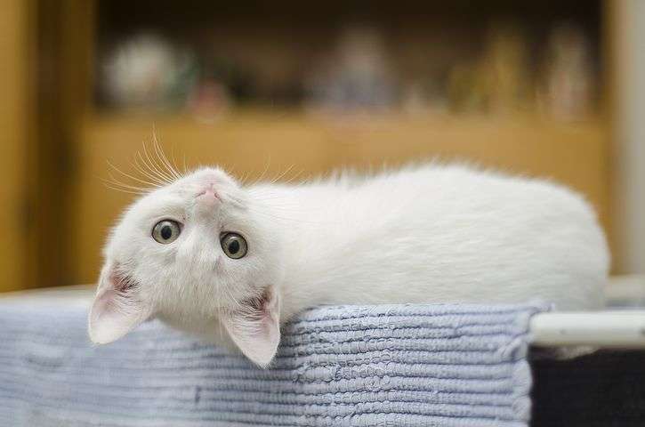 怎样清理猫猫脏脏的鼻子 知乎