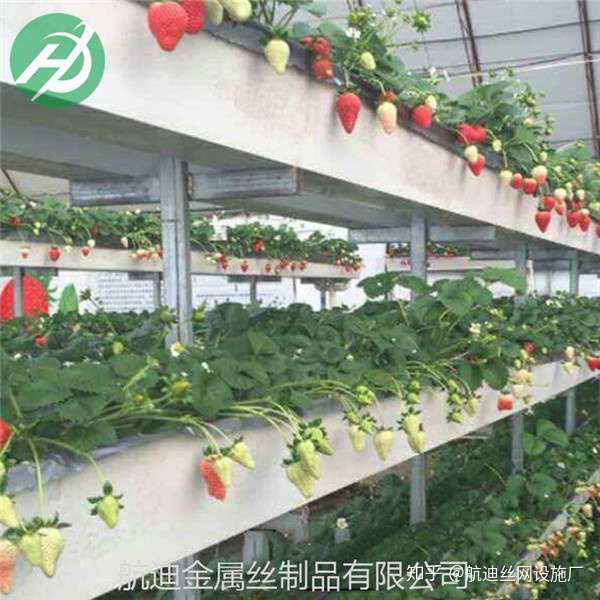 草莓是怎样在空中栽培的 知乎