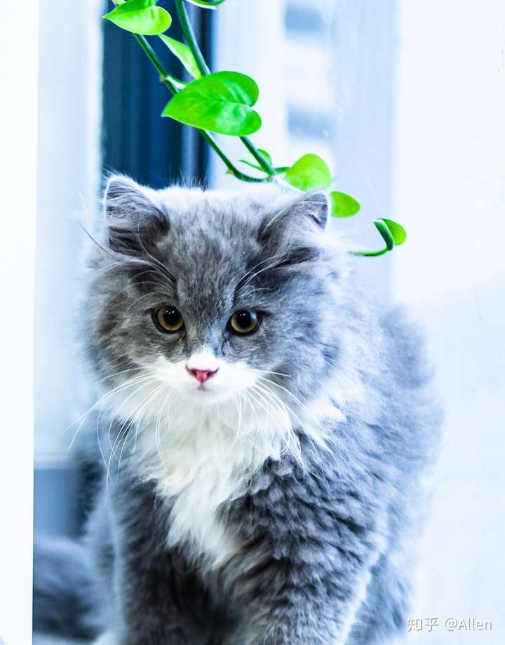 随手拍的自己家小猫咪