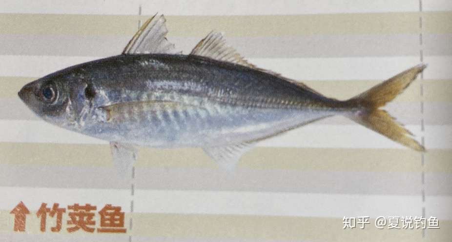 日本轻型竞技钓 Light Game 路亚初学者爱好 知乎