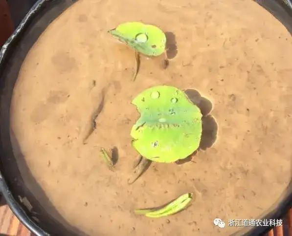 碗莲怎么种？只要割一刀，叶子爆盆开满花！(碗莲的种植方法及注意事项)