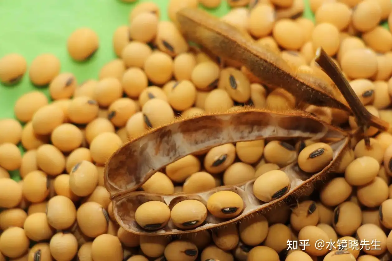 亩产264 8公斤 中国在盐碱地种出大豆 不再从美国进口了 知乎