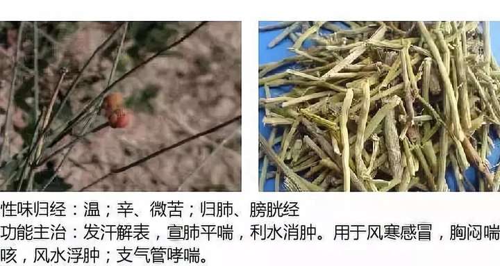 500余种中草药图  第19张