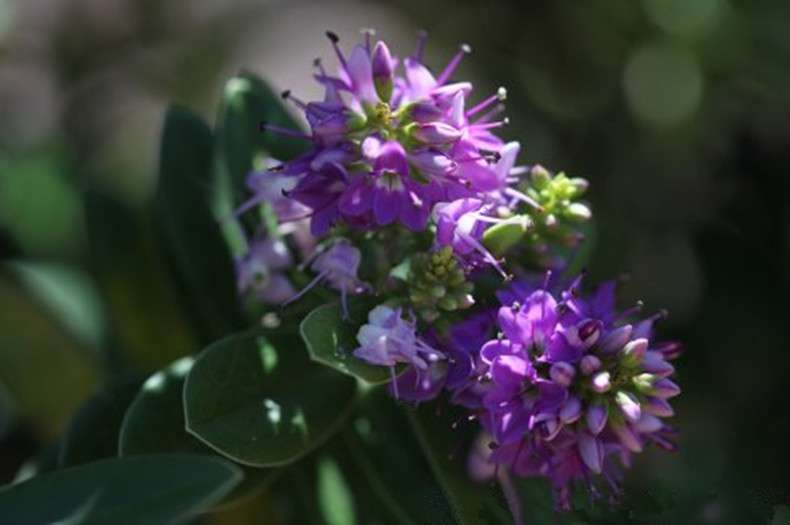 植物篇2 花朵与希腊女神 知乎