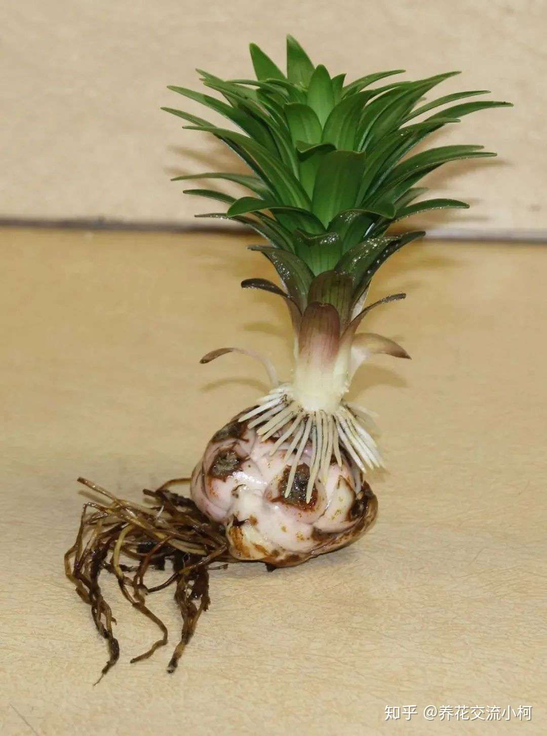 带你走进球根植物大世界 品种丰富 栽种有技巧 养护指南教给你 知乎