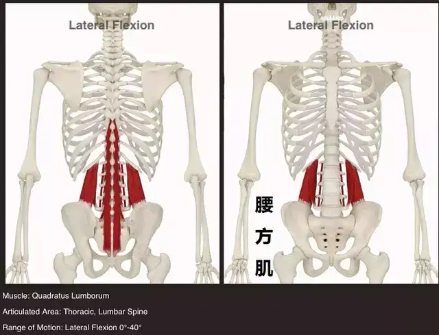 核心肌群之腰方肌训练方法 知乎