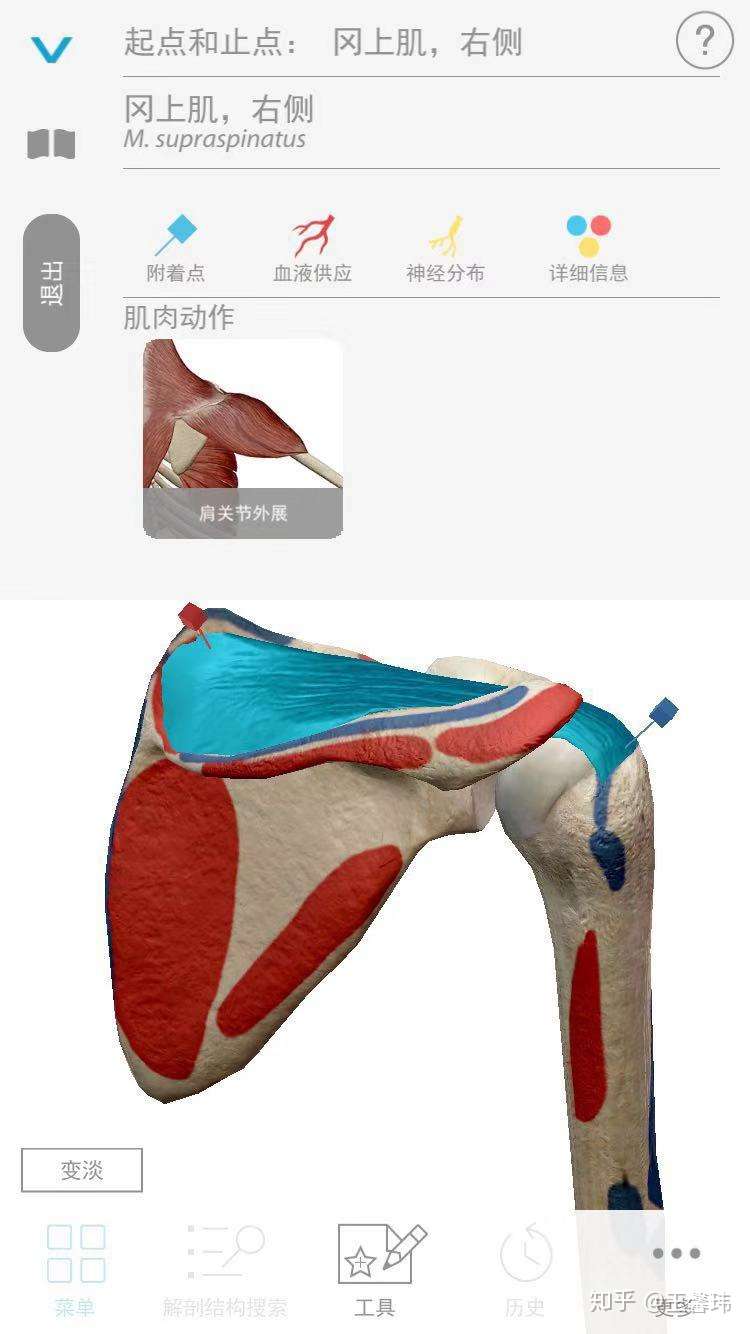 如果你有肩部不适之肌筋膜激痛点自我治疗 冈上肌 6 知乎