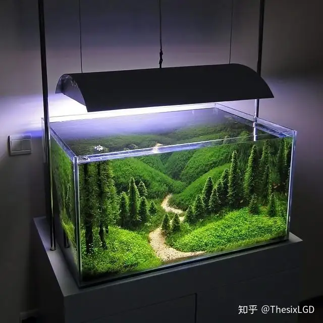 草缸从零开始 草缸造景过程中的一些注意点以及小技巧 知乎 草缸从零开始 草缸造景过程中的一些注意点以及小技巧 知乎