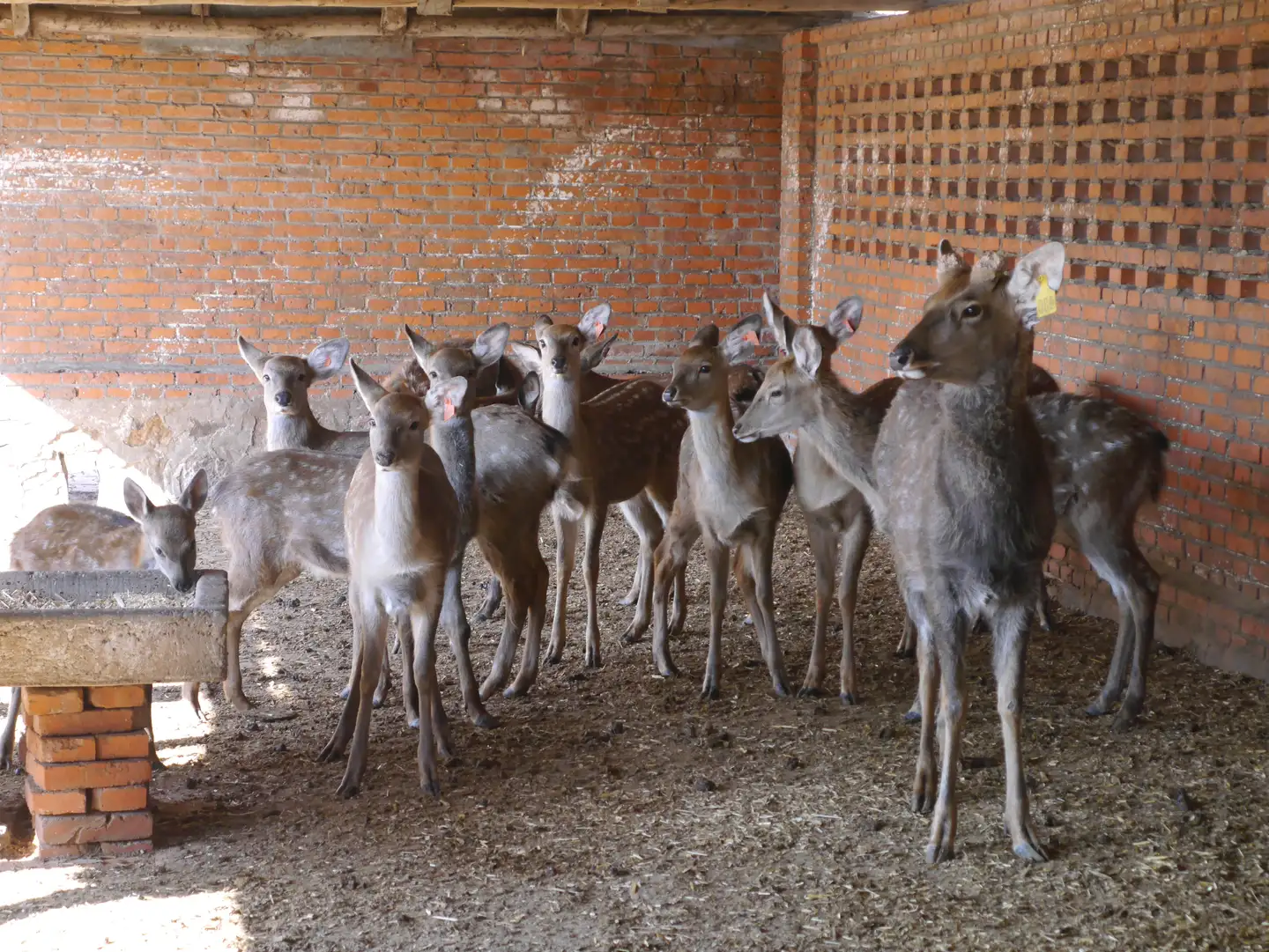 鹿九州鹿业 努力让更多的人拥有更强壮的体魄 知乎