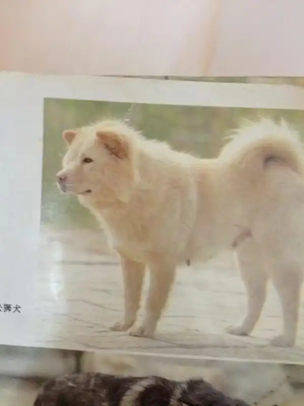 本犬纲目 中国本土狗品种大全 知乎