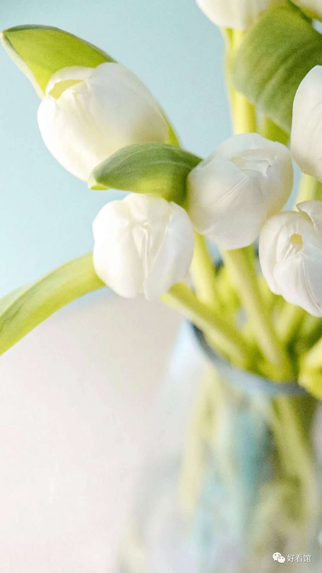 郁金香自然清新高清手机壁纸 植物壁纸 壁纸图片 知乎