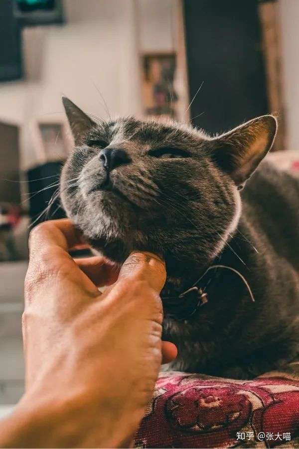 主人请注意 如果猫咪出现这5种表现 就是已经感染寄生虫了 知乎