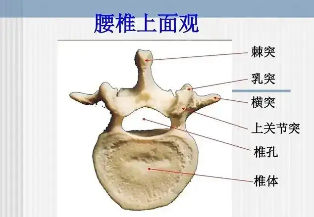 腰椎的解剖结构和特点 知乎