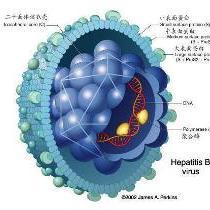 乙型肝炎病毒表面抗原(HBSAg)