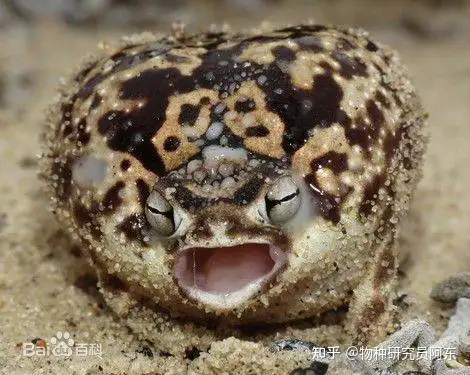 【奇异物种分享会】凶萌的戈壁雨蛙（戈壁雨蛙是庇护动物吗为什么）