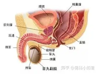 鳍垄溃锯蛮胖睡董谜？弱谦决？