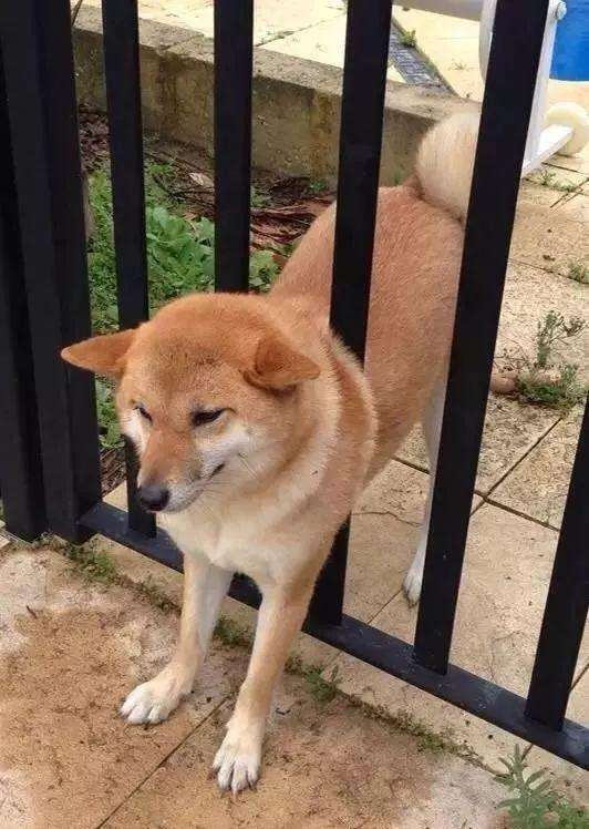 萌宠百科 最容易被卡住的狗狗 柴犬 Shiba Inu 知乎