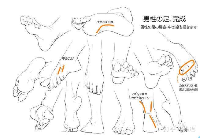 足控 腿控看这里 简单的图文教学 教你画性感的足 知乎