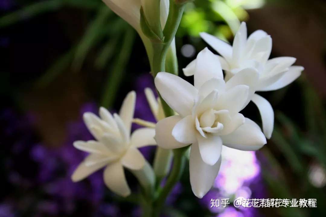 花材小知识 晚香玉为什么在夜晚香 知乎