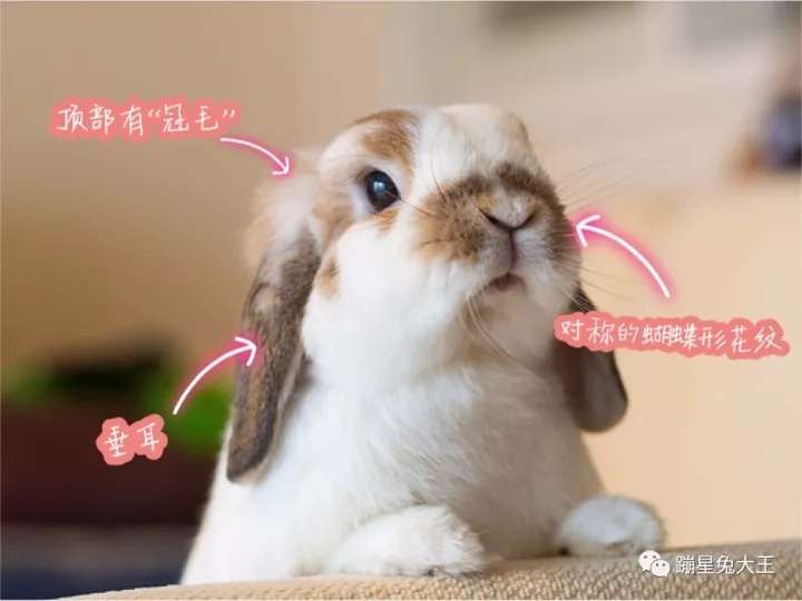 萌叽叽 7种热门宠物兔类型介绍 知乎