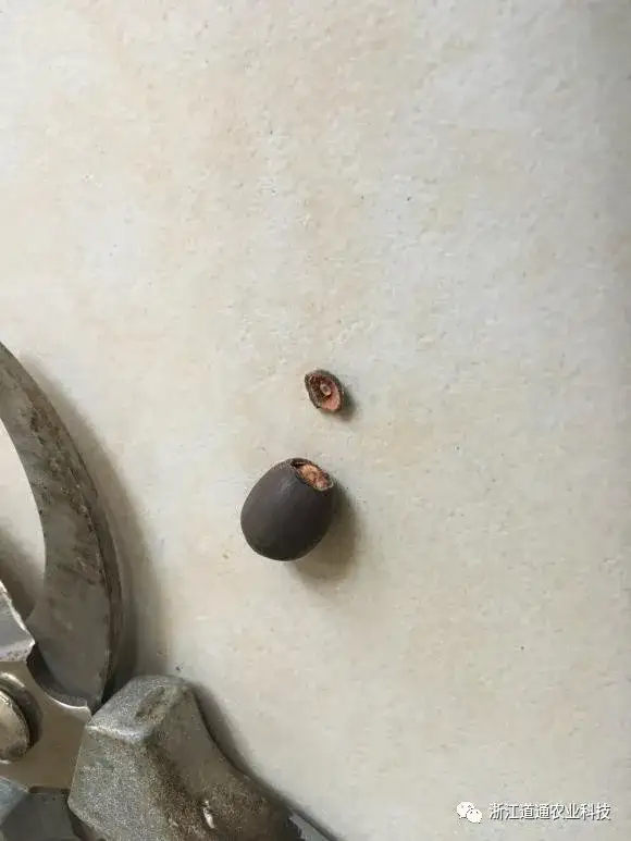 碗莲怎么种？只要割一刀，叶子爆盆开满花！(碗莲的种植方法及注意事项)