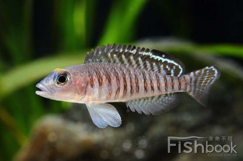 最值得推薦給初學者飼養的坦 三 湖慈鯛 上 知乎