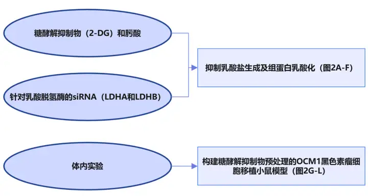 《2024国自然热点—组蛋白乳酸化修饰在肿瘤研究中的思路》