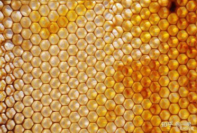 蜜蜂颤抖吧人类我才是大自然的灵魂建筑师