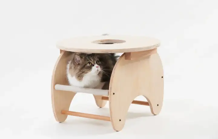 pidan品牌的兴起与未来展望