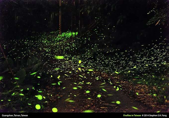 树枝间,草地上 有的在空中飞舞,有的绕着你打圈儿 活脱脱的暗夜小精灵